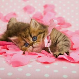 Kitten lying in pink rose petals
