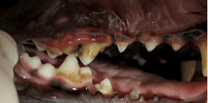 Dog teeth before cleaning