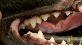 Dog teeth after cleaning