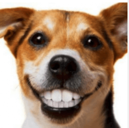 Dog smiling with teeth