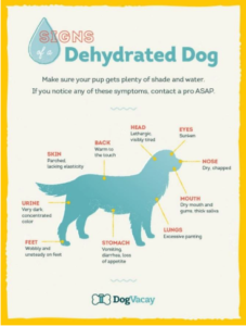 dehydrated dog