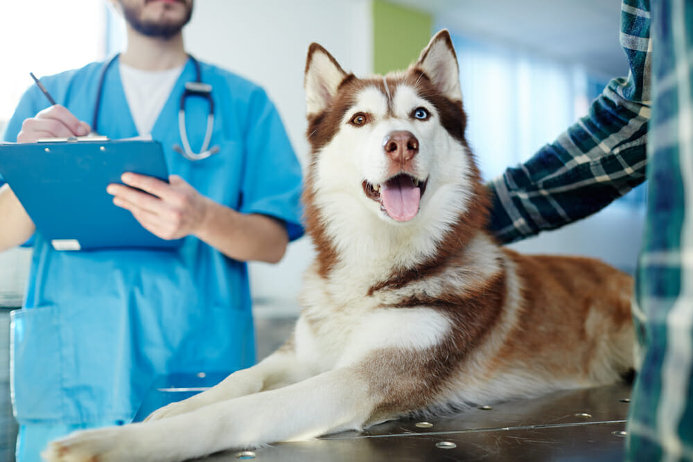 Veterinarian holding a clipboard and a dog lying down with a person's arm petting it