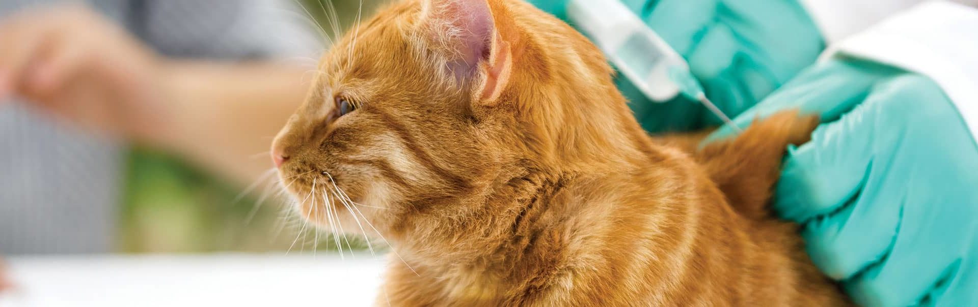 Cat Vaccinations - Clarkson Village Animal Hospital