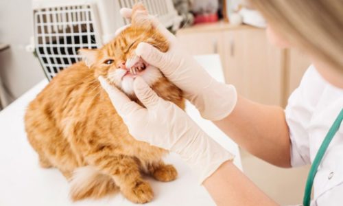 Veterinarian checking the teeth of a cat