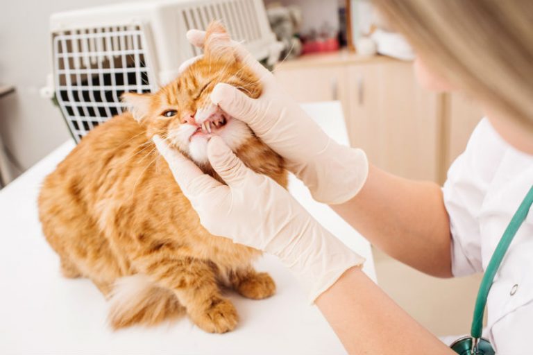 Veterinarian checking the teeth of a cat