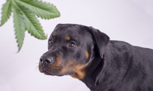 dog & Weed