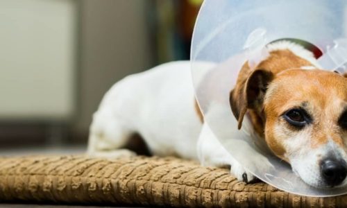 Dog Spaying Services