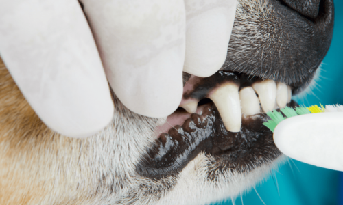 Dog Dental Service