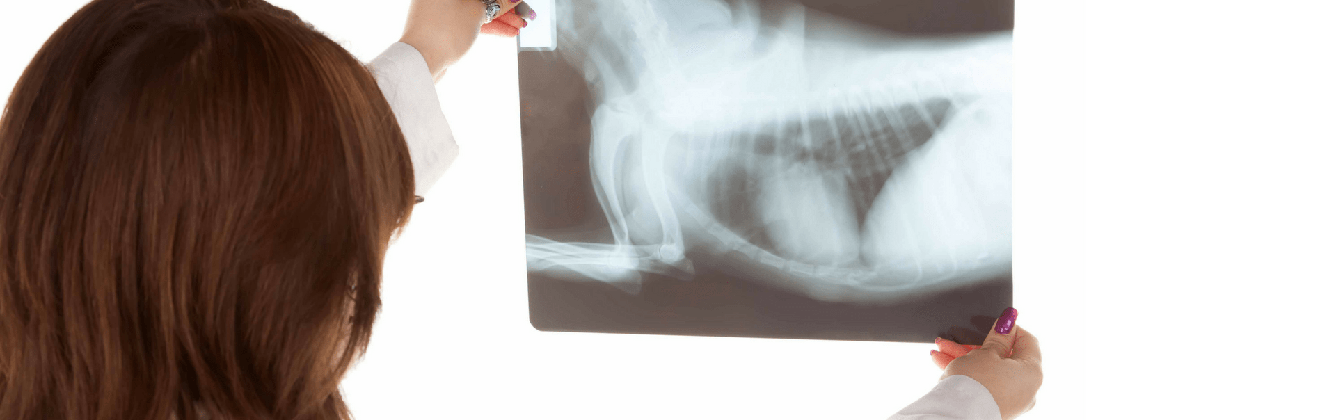 X-Ray Services for Dogs