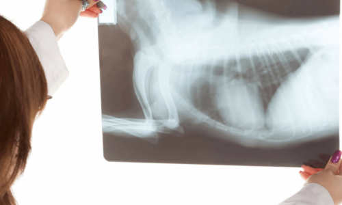 X-Ray Services for Dogs