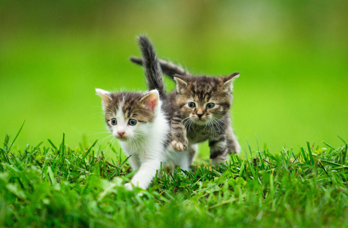 Two kittens running in grass