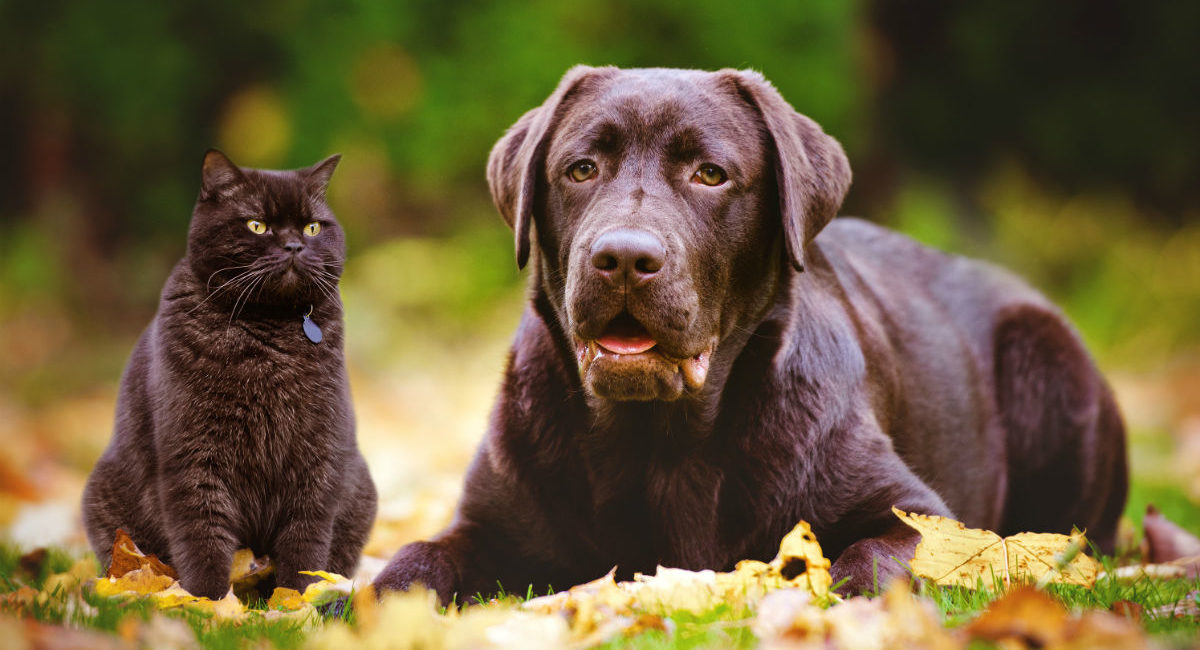 Brown cat and dog sitting in leaves