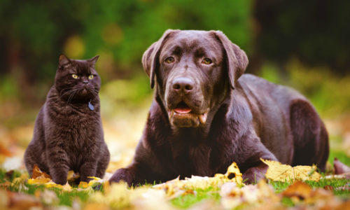 Brown cat and dog sitting in leaves
