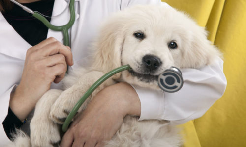 Veterinarian holding puppy biting a stethoscope