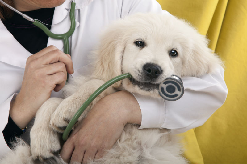 Veterinarian holding puppy biting a stethoscope
