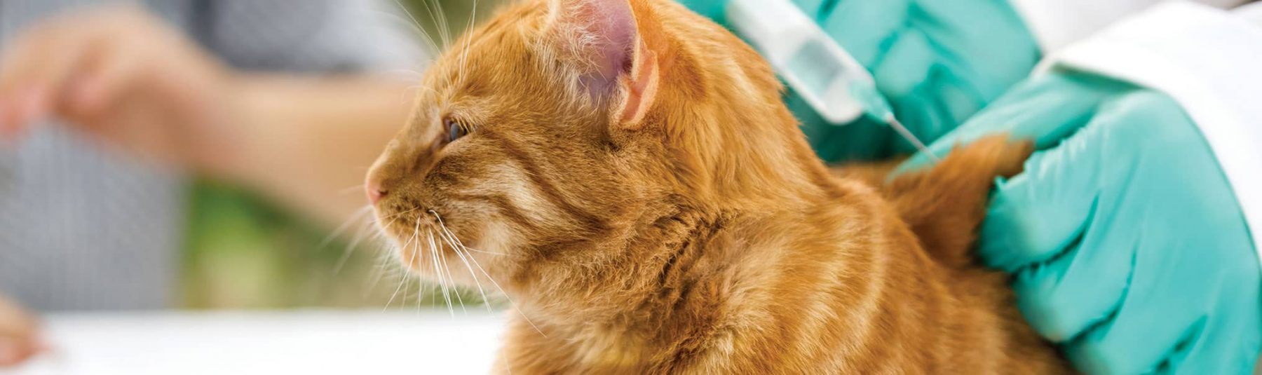 Cat Vaccinations Feline Shots Treatments Clarkson Village Animal Hospital