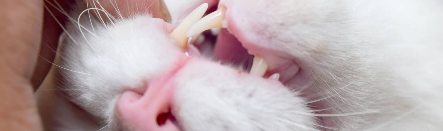 Dental Care Services for Cats