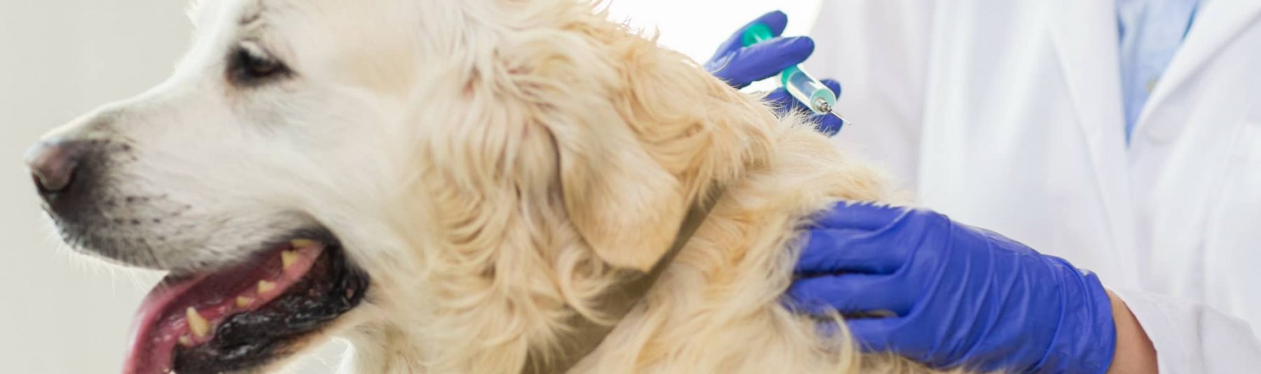 Vaccination Service for Dogs